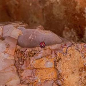 4mm Red Opal Faceted Prong- 16/18g